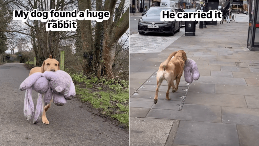 labrador rabbit toy video