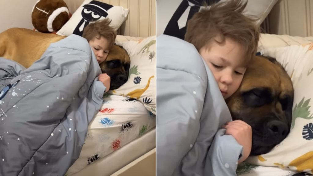 big dog tiny human video