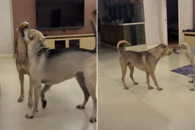 dog toy video
