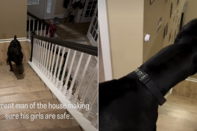 dog protect family video