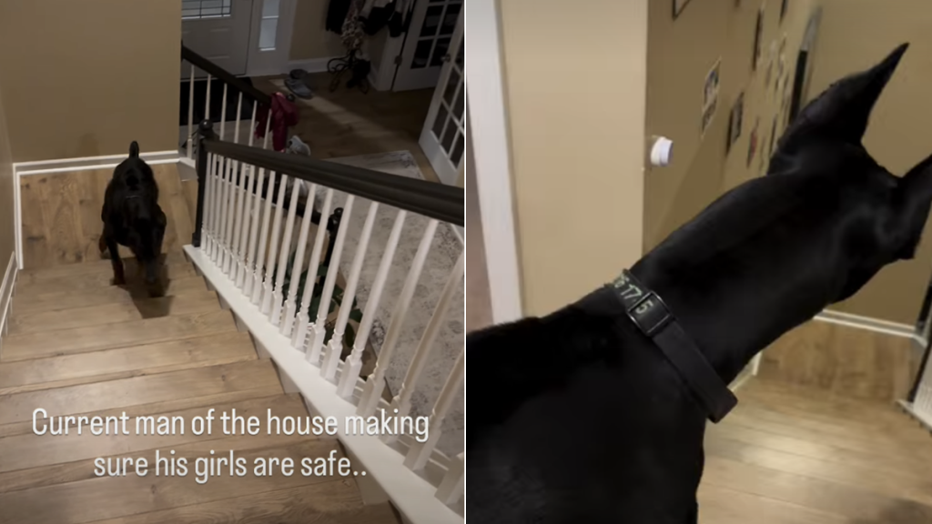 dog protect family video