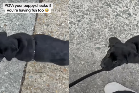 labrador puppy video