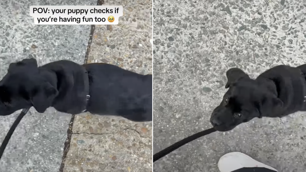 labrador puppy video