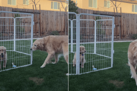 golden retriever puppy video