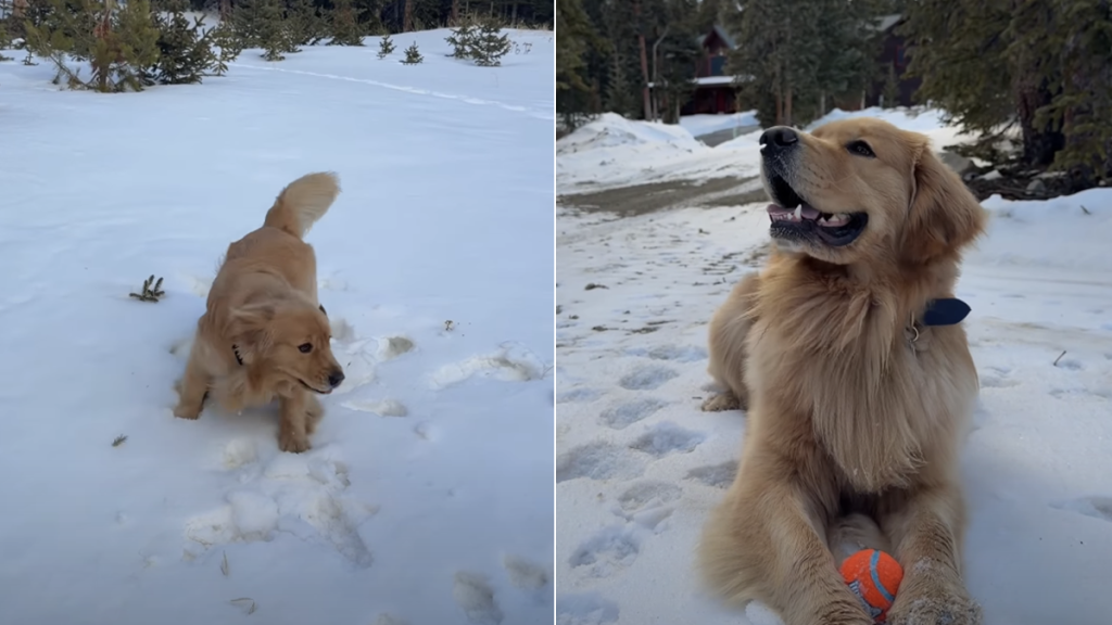 golden retriever snow video