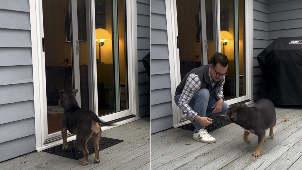 dog tail wiggle video