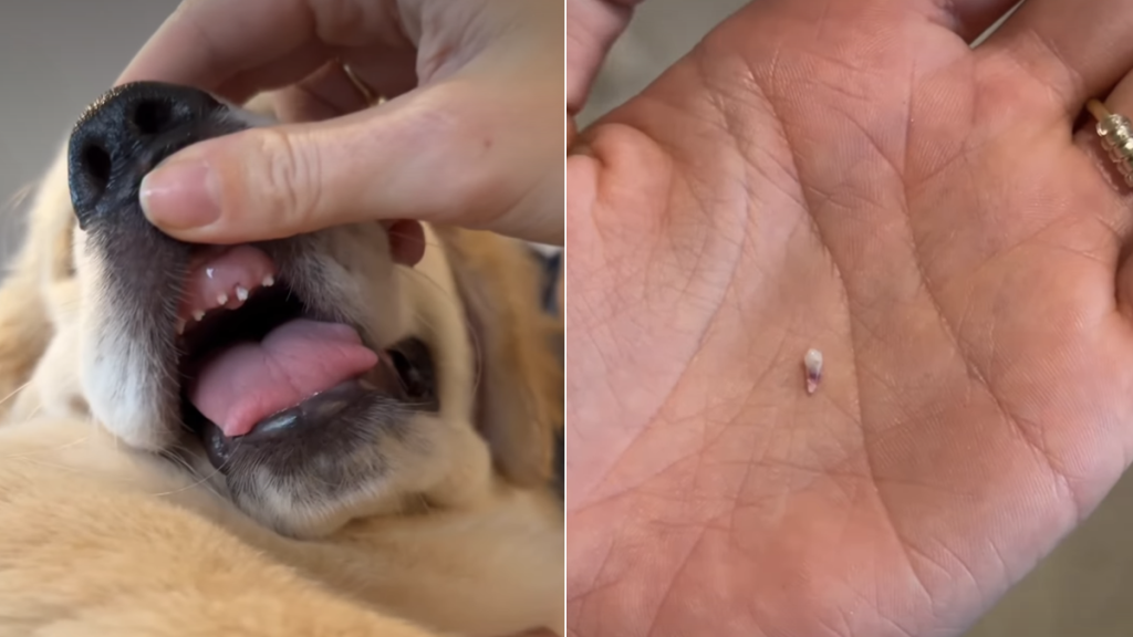 Golden Retriever puppy first tooth video