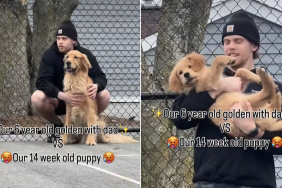 dog puppy dad video