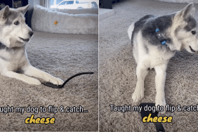dog cheese video