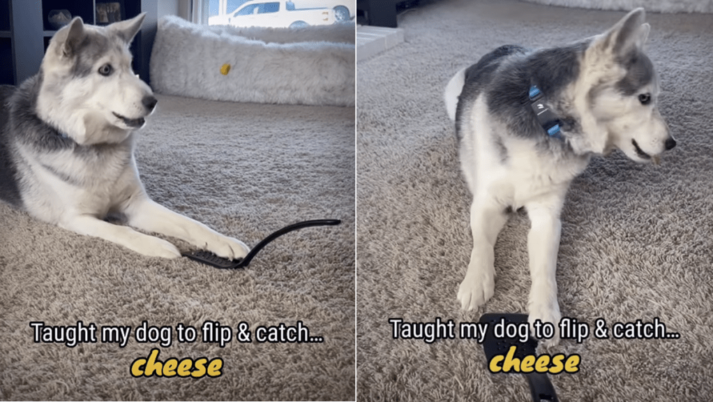 dog cheese video