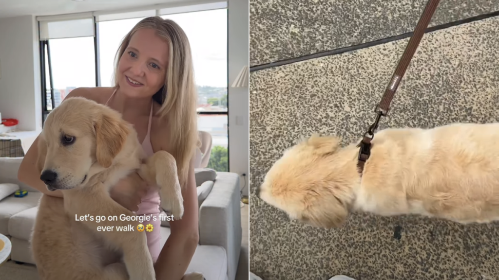 puppy first walk video