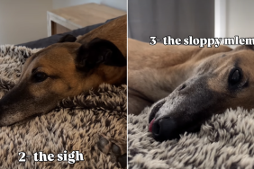 dog nap video