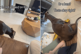 dog couch video
