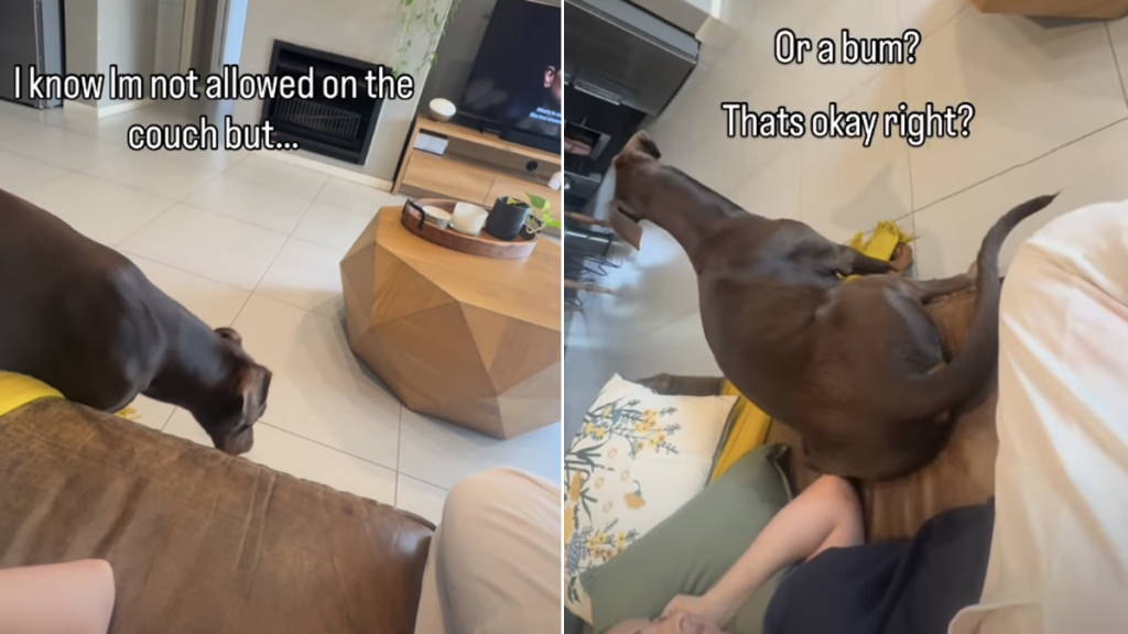 dog couch video