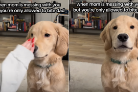 golden retriever video