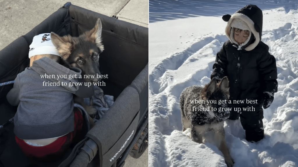 german shepherd puppy video