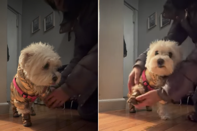 dog blizzard video