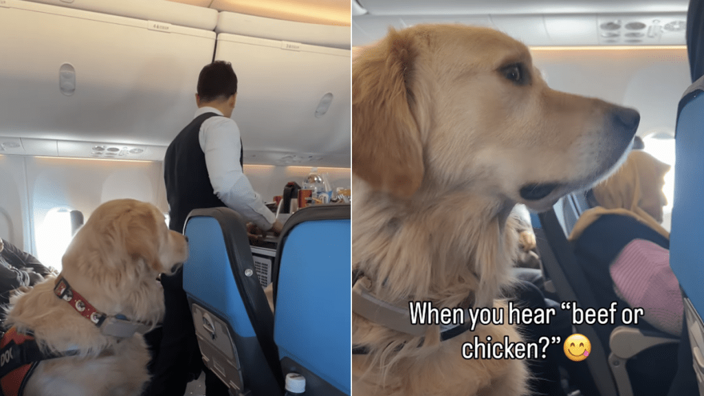 golden retriever video