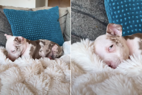 Rescue puppy heated blanket video