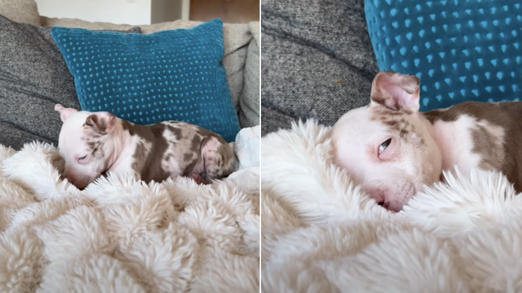 Rescue puppy heated blanket video