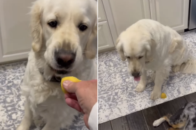 golden retriever lemon video