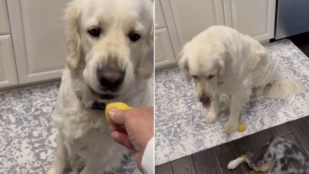 golden retriever lemon video
