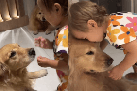golden retriever video