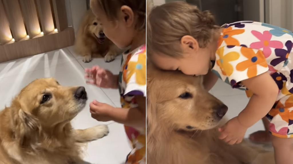 golden retriever video