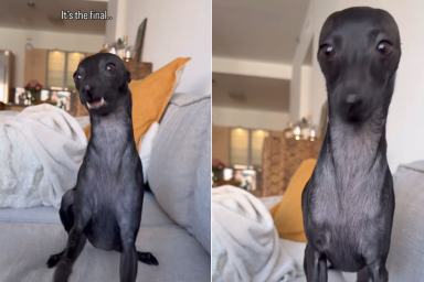 dog brain cell video