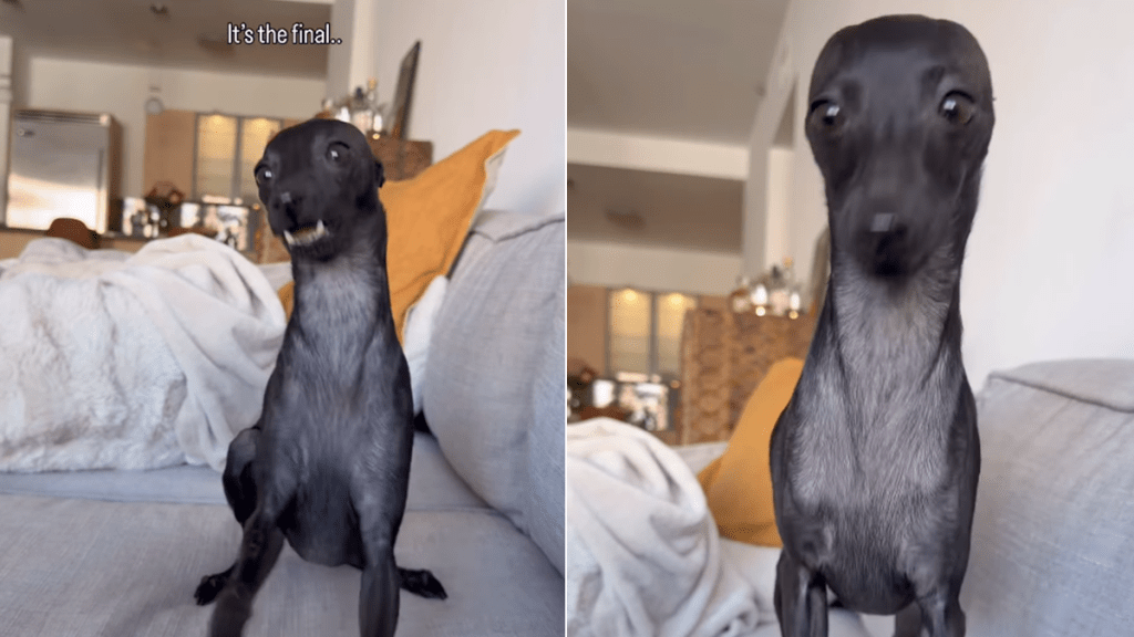 dog brain cell video