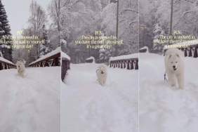 Video: Samoyed Has the Best Time Running Through Snowy Trail