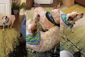 Dog Is a Fashion Icon in Her Vintage Scarf