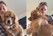 Rescue Golden Retriever-Corgi Receives All the Love on the Internet