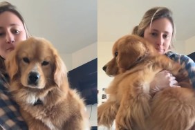 Rescue Golden Retriever-Corgi Receives All the Love on the Internet