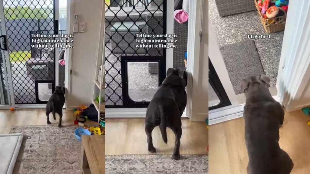 Funny Video Shows How 'High Maintenance' the Dog Is