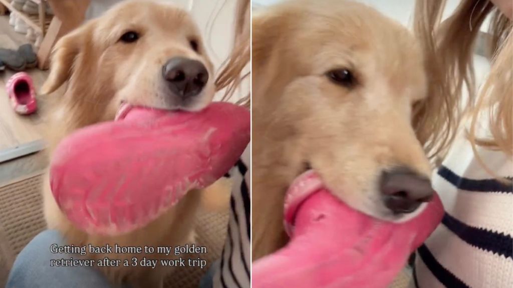 Dog’s Reaction to Owner’s Return From Work Trip Is Everything