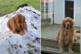 Golden Retriever Waits Patiently for Snow in Heartwarming Video