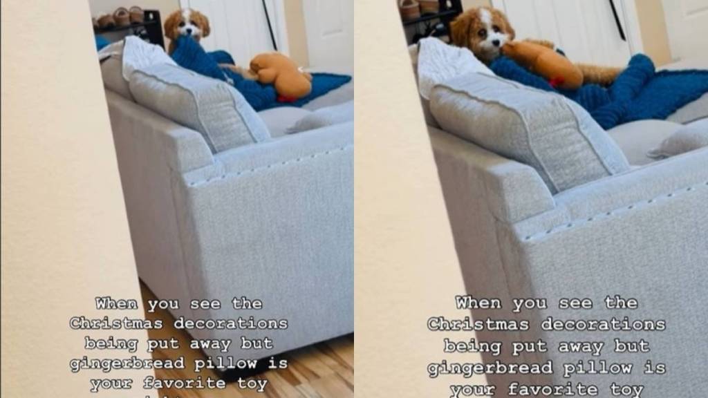 Dog Guards Favorite Toy While Christmas Decorations Are Put Away