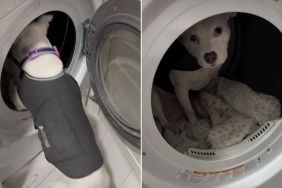 Video: Pit Bull Terrified of Thunderstorms Finds an Unusual Safe Spot