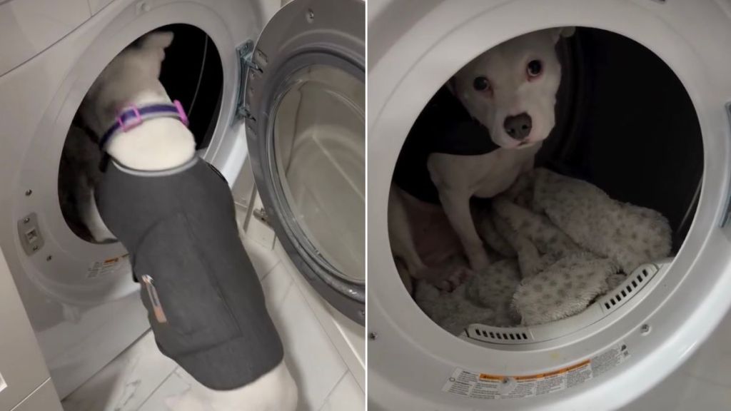 Video: Pit Bull Terrified of Thunderstorms Finds an Unusual Safe Spot