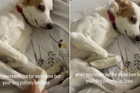Dog Politely Refuses Physical Contact With Owner in Funny Video