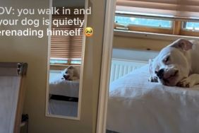 Dog Serenades Himself in Adorable Video