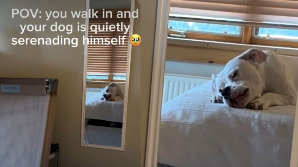 Dog Serenades Himself in Adorable Video
