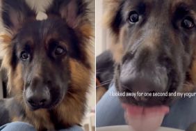 Dog Does This to Yogurt When Owner Looks Away for a Second