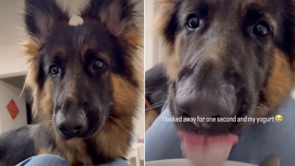Dog Does This to Yogurt When Owner Looks Away for a Second