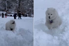 Video: New York Dog Loves Body-Slamming Owner During Blizzard