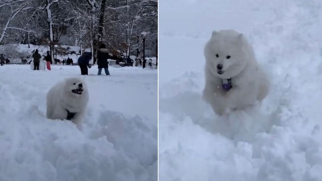Video: New York Dog Loves Body-Slamming Owner During Blizzard