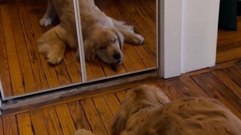 Golden Retriever Puppy Has a Nemesis, but It’s Not What You Think