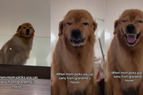 Video: Dog Reacts to Mom Picking Him up Early From Grandma’s