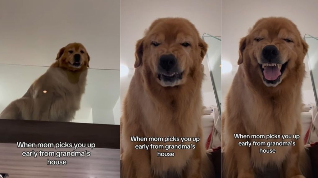 Video: Dog Reacts to Mom Picking Him up Early From Grandma’s
